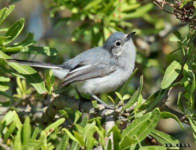 PIOJITO AZULADO (Polioptila dumicola) - (Hembra) Campo en Progreso-CANELONES (Junio 2010)